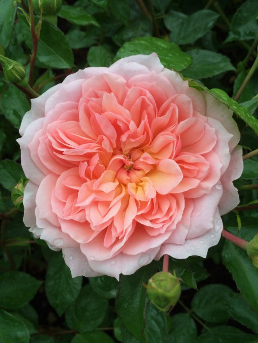 Rosa 'Anne Boleyn'