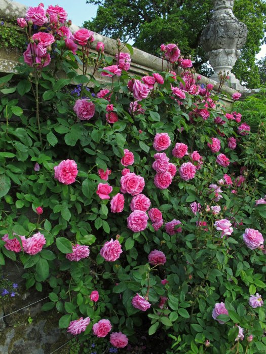 'Gertrude Jekyll' climbing rose