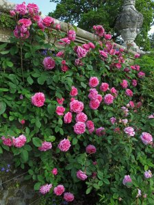 'Gertrude Jekyll' climbing rose