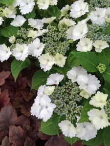 White hydrangea 'Koria' with heuchera