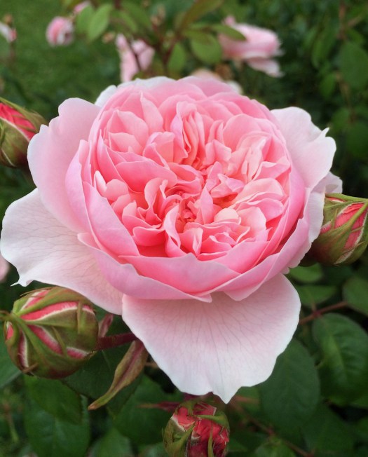 Pink English Rose with a cupped rosette shape