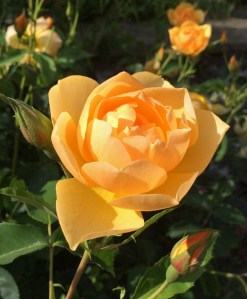 A bright yellow rose called Buttercup