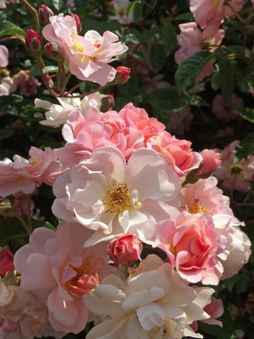 Peachy pink roses – Susan Rushton