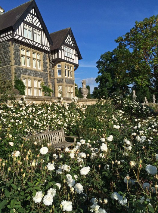 White roses at Bodnant Gardens