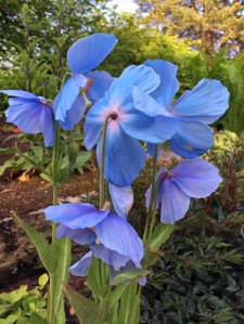 Blue poppies (meconopsis)