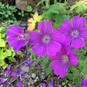Geranium 'Sirak'