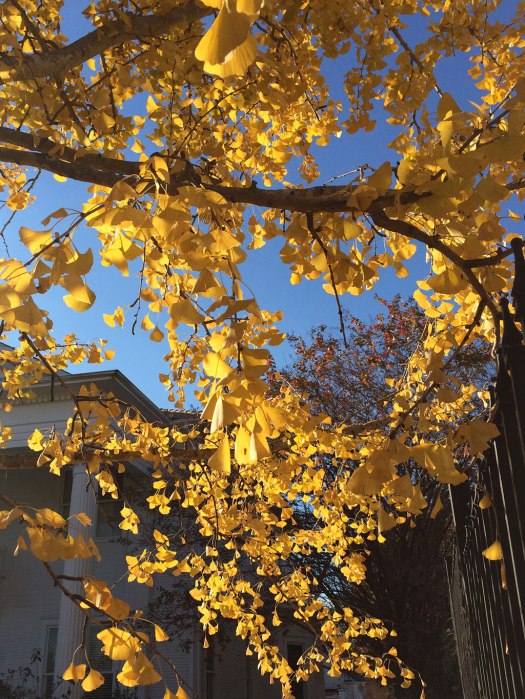 Ginkgo leaves in autumn colours