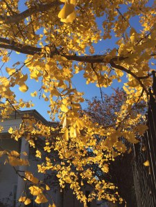 Ginkgo leaves in autumn colours