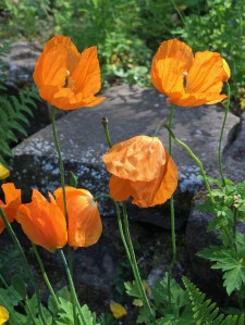 Meconopsis cambrica (orange poppies)