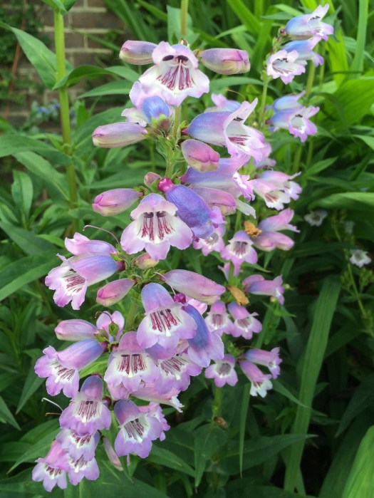 Penstemon 'Stapleford Gem'
