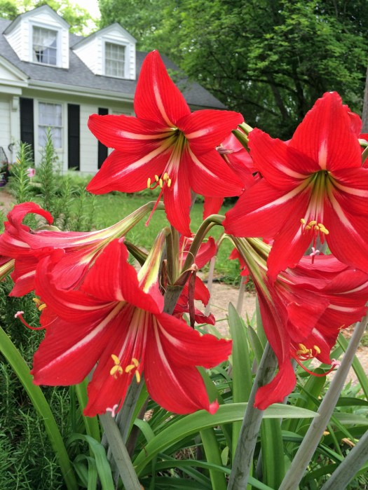 Red amaryllis in a garden