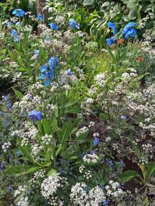 Blue poppies with companion plants