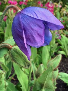 Blue poppy