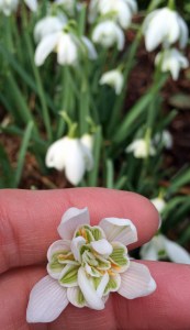 Double snowdrop