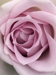 Lilac rose