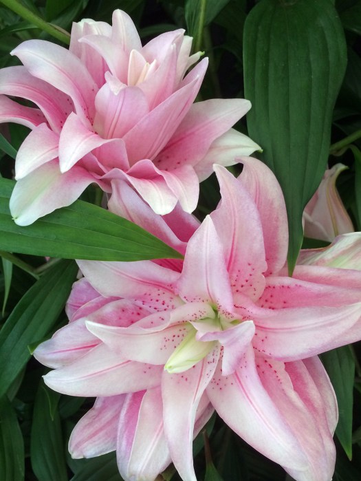 Pale pink roselilies