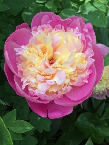 Pink peony