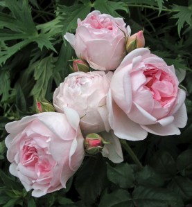 Pink roses