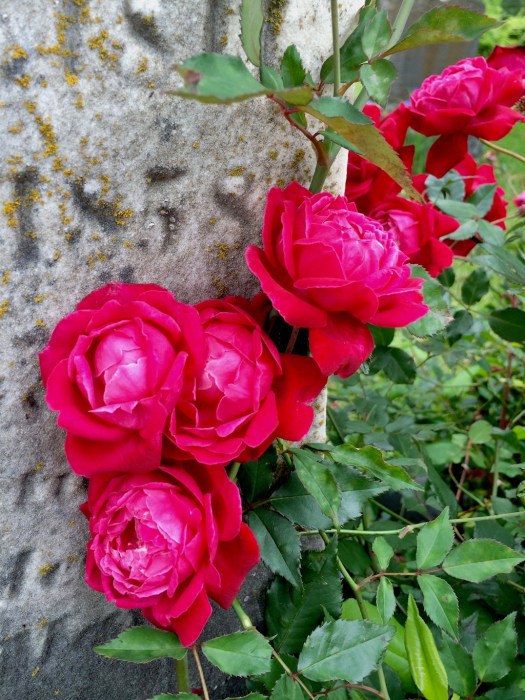 Roses growing against a gravestone