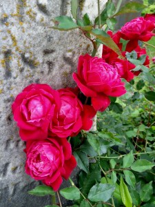 Roses growing against a gravestone