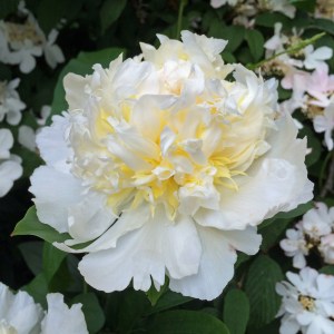 White peony