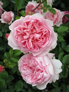 'Wildeve' rose cluster