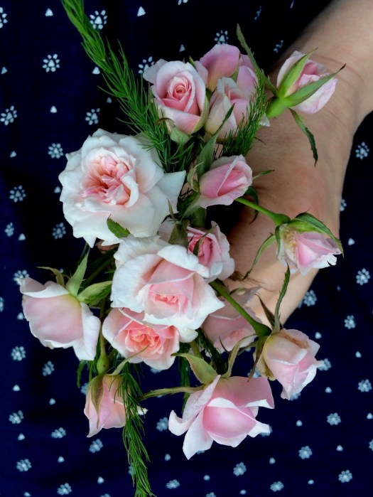 Rosa 'Cécile Brünner' | The sweetheart rose