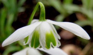 Double snowdrop