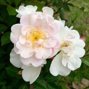 Shell Pink Roses