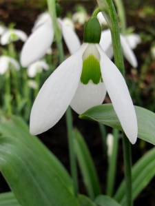 Snowdrop with large green heart