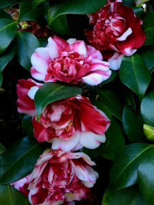 Camellia 'Marchioness of Salisbury'