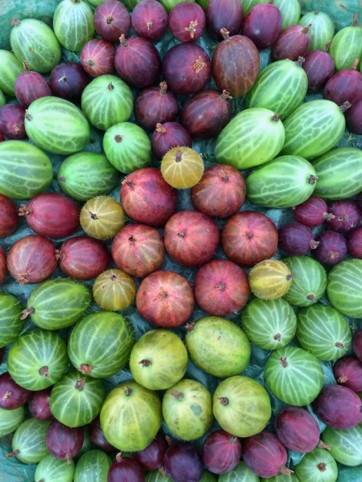 Assortment of Gooseberries