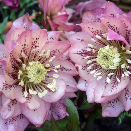 Helleborus x hybridus Ashwood Garden Hybrid - spotted double