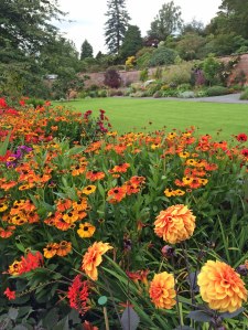Orange border of heleniums, dahlias and crocosmia