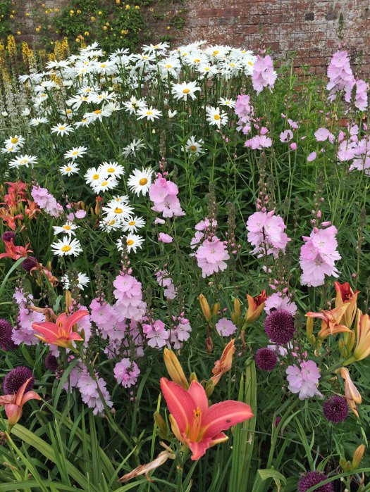 Daisies and daylilies in a mixed border