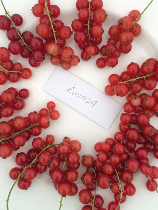 Rovada red currants