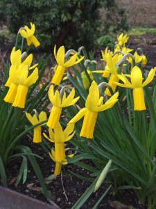 Daffodils