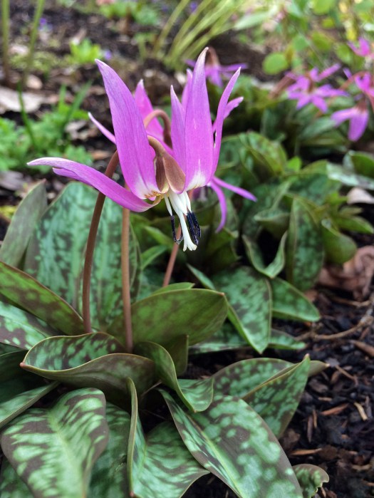 Erythronium dens canis (dog's tooth violet)