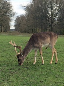 Fallow Deer