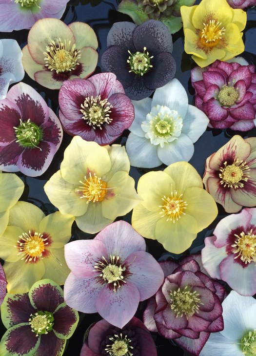 Floating hellebore flowers