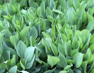 Giant coneflower leaves (Rudbeckia maxima)
