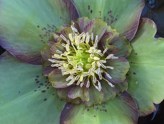 Unusual green semi-double hellebore