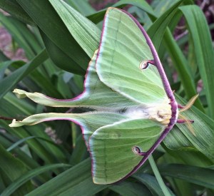 Luna moth