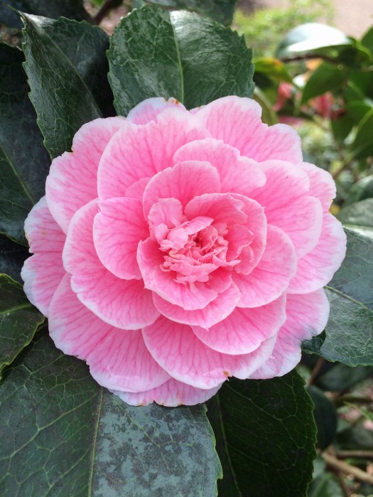Pink Double Camellia