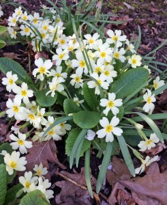 Common primrose | Primula vulgaris