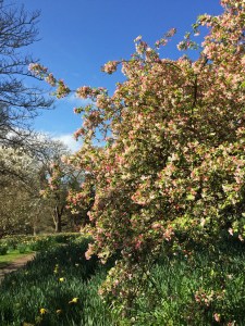 Tree covered in blossom