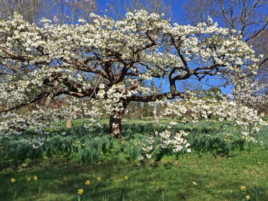 Tree covered in white blossom