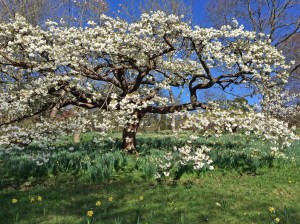 Tree covered in white blossom