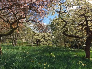 Blossom trees at Bodnant Gardens