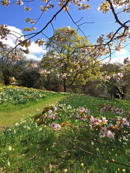 Bodnant daffodil walk